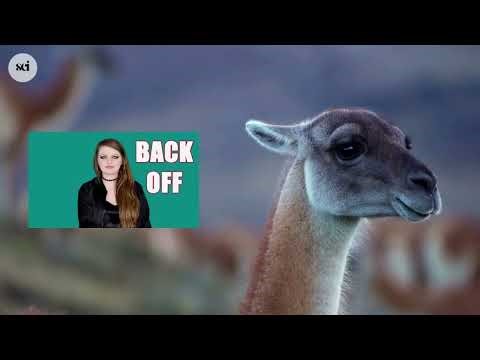 Guanaco: The Wild Ancestor of the Llama | South America’s Ultimate Survivor