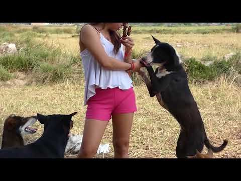 Amazing Smart dogs playing with Lady at Garden how to play with cute dogs and lady #1