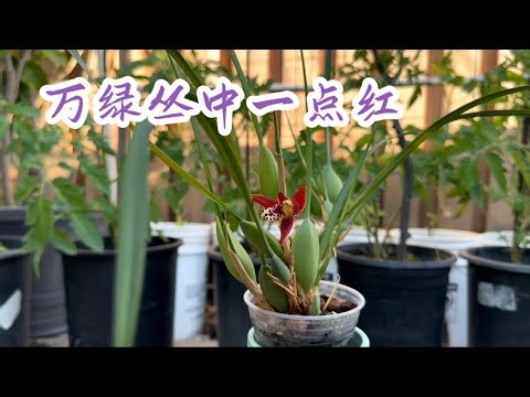 May 28, 2023椰子兰/腋唇兰叶芽与花芽的区别，以及生长规律Maxillariella tenuifolia