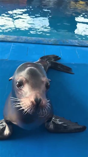 You’ve Never Seen Seals Act Like This 😂🦭