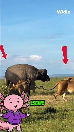 Lionesses Surround a Buffalo: The Shocking Hunting Strategy on the Savannah