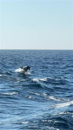 运气也太好了吧！！！ 从Comino回来的船上，居然看到了海豚🐬！本来在看手机，突然听到旁边外国人喊dolphin#追鲸 #马耳他 #美