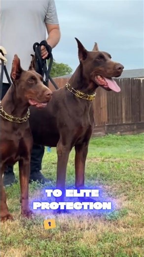 🚫Why Dobermans Stand Above the Rest😱