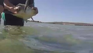 4.7K views · 141 reactions | Here is a quick video of Tahki the Green Sea Turtle returning to his home in the waters of Bowen on Tuesday. Tahki was rescued by Bowen Sea Turtle assessment and rehabilitation (BSTAR) volunteers back in May and was brought to our Turtle Hospital for rehabilitation. Now recovered from floating syndrome and an old boat strike wound it was time for him to return to the ocean. Good luck out there Tahki! | Great Barrier Reef Aquarium | Facebook