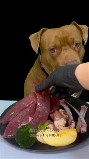 BOUNCE the Pit Bull on Instagram: "Pitbull eating raw foods"