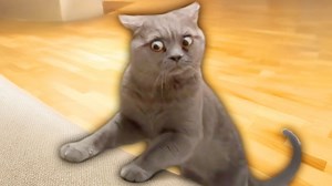Best Cat Videos of the Decade - 1Funny.com