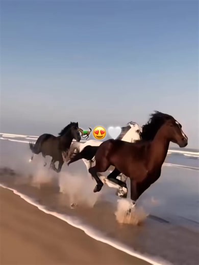 ‏hourse🥹🐎💋 #hourse #princess # #hourselovers
