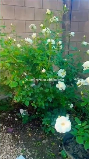 Surah Al-Jumu’ah (9-10)| Egzon Ibrahim | Beautiful Quran Recitation