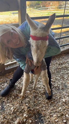 237K views · 16K reactions | Turning Rocky into Rocky ❤️ | Clutch of Color LLC | Facebook