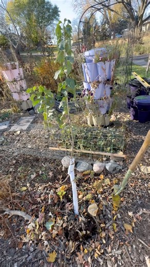Potting up a young apple tree. Where to put it permanently? #appletree #pottedplants #gardenlayout