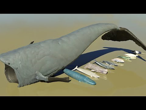 What's the REAL Size of Bloop Compared to Whales