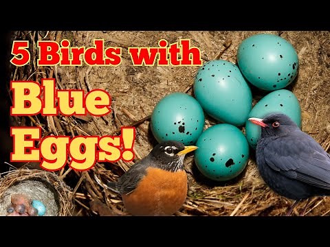 5 Birds That Lay Stunning Blue Eggs!