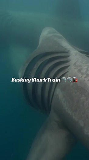 Incredible Basking Shark Encounters on Our Tour