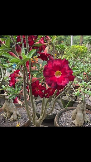 আমার অ্যাডেনিয়ামের ফুল Sanjibany Nursery #mygarden#myadeniumflowers #ROSYADENIUM | Sanjibany Nursery