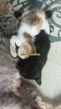 SUDAH GEDE MASIH NENEN