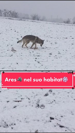 Exploring the Majestic Czechoslovakian Wolfdog Breed