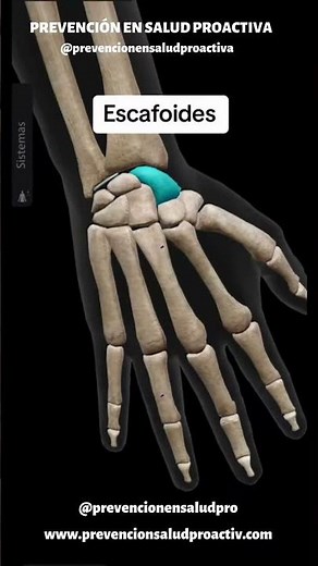 🦴HUESOS de la MANO🩻