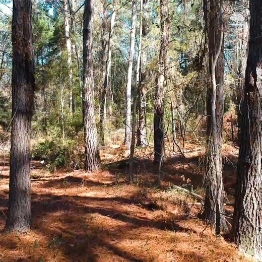 25K views · 268 reactions | Clearing Trails on Our Property #TrailClearing #LandClearingWork #PropertyMaintenance #HomesteadProjects | The Kelley's country life | Facebook