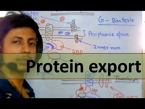 Protein synthesis and export in cell
