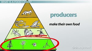 Rainforest Food Chains