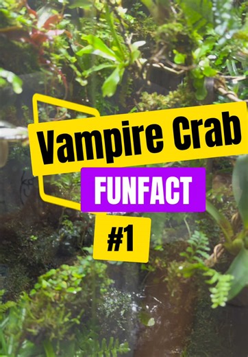 Vampire Crab FUNFACT #1#creatorsearchinsights #paludarium #terrarium #vampirecrab