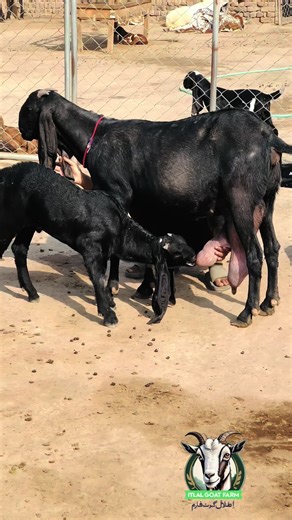 Goat Farming in Pakistan: A Guide to Local Farms