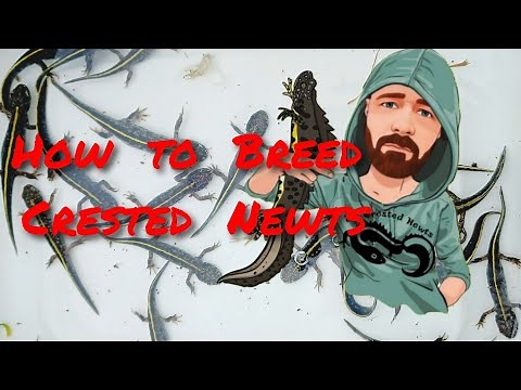 How to Breed Crested Newts