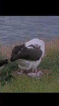 Changing Of The Guard At The Royal Albatross Nest