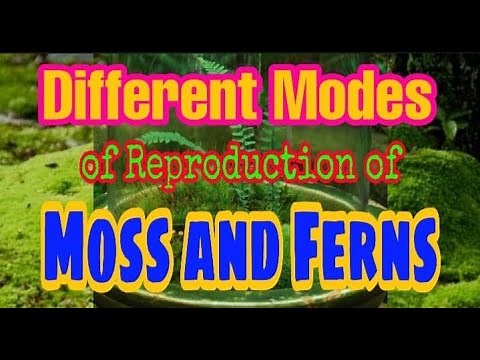 Different Modes of Reproduction of Moss & Ferns