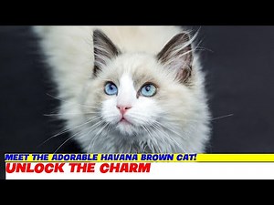 Meet the Adorable Havana Brown Cat!
