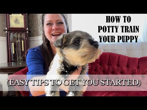 🐶 How to potty train your puppy (with easy tips to get you started)