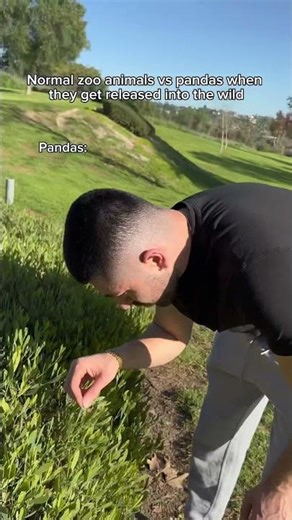 Normal zoo animals vs pandas when they get released into the wild. #shorts #skit #funny