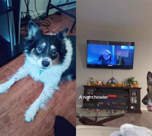 Lena's Night Howler Dilemma in Zootopia