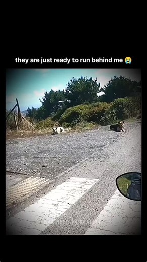 MEME ll COMEDY ll TRANDING NEWS on Instagram: "Wait for end 🗣️ In a short clip circulating online, a first-person camera captures a man stepping out on his bike only to be instantly surrounded by street dogs, their body language shifting between alert pursuit and sudden calm. Each time he stops, they sit back as if nothing happened; the moment the engine starts again, the barking resumes—repeating in a tense, almost comedic cycle. The scene gains its payoff when the rider finally accelerates an