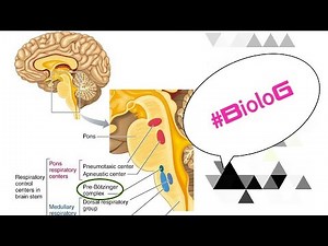 Regulation of Breathing | Hering-Breuer reflex | NCERT | Respiration | Lec9| NEET | Biology | BioloG