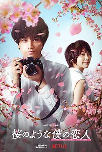 Netflix『桜のような僕の恋人』ネタバレ感想と結末の評価解説。中島健人と松本穂香が演じる満開の桜のように儚く美しい恋