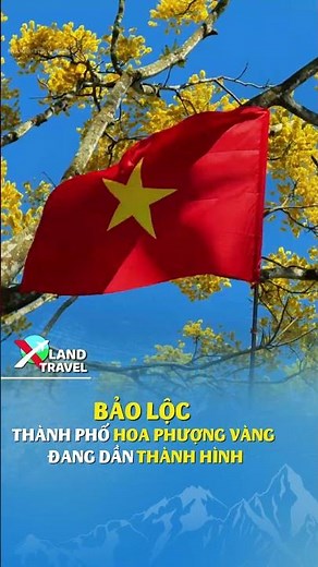 Bao Loc - The city of golden flamboyant flowers is gradually taking shape #xlandtravel #travel #l...