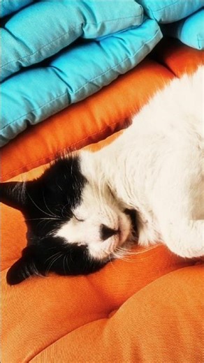 Lazy Cat Vibes: The Ultimate Sleepy Mood