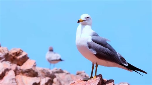 Seagull, Bird, Wildlife. Free Stock Video