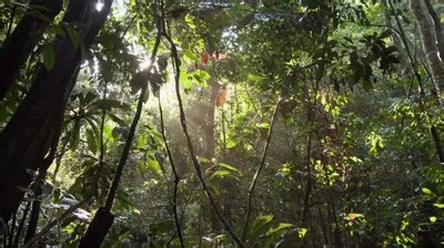 Comprendre la formation d'un sol avec Francis Hallé. "Une forêt, si on la coupe, ça repousse... Mais un sol, ça met des milliers d'années à revenir !" #permaculture #champignons | Permavenir