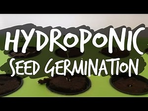 Germinating Seeds for Hydroponics