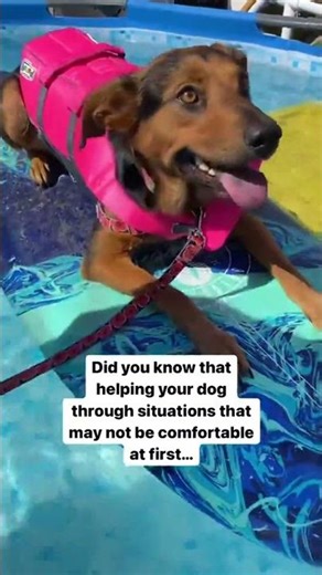 ☀️🐕Dog Training Truths: We believe that moments of discomfort are a part of the learning process