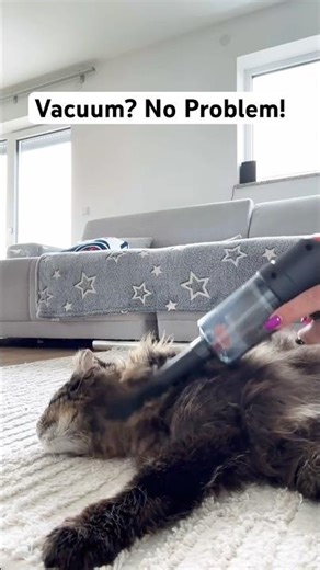 OMG!!! Cats vs Vacuum Cleaner!!!😱 #cat #веселыекоты #позитив #kitten