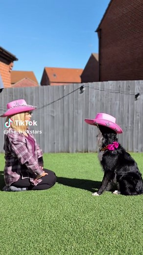 Border Collie Dog Performs Amazing Tricks