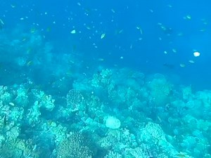 21K views · 222 reactions | spearfishing, Encounter Again with Large Hordes of Barracuda #spearfishing | Fishing Videos | Facebook