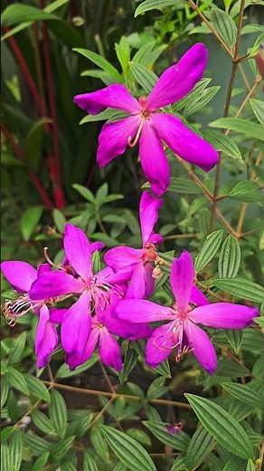 "The Anatomy and Symbolism of Flowers"