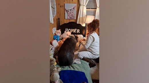 This pet hog has the best bedtime routine