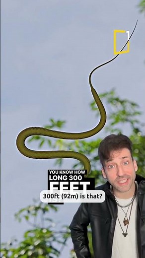 Meet the Snake that can FLY in Asia