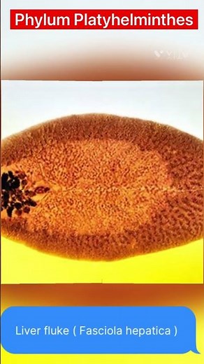 Kingdom Animalia | All phylum’s with examples