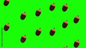 Acorn Animation 4K with Green Screen falling from the sky. Acorn fruit animation design for keying
